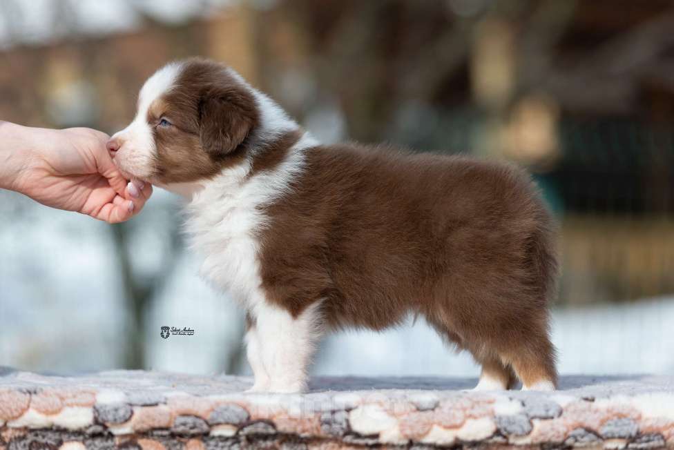 Собаки в Москве: Австралийская овчарка, щенок Мальчик, 70 000 руб. - фото 7