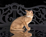 Кошки в Томске: Абиссинские котята  Мальчик, 40 000 руб. - фото 1
