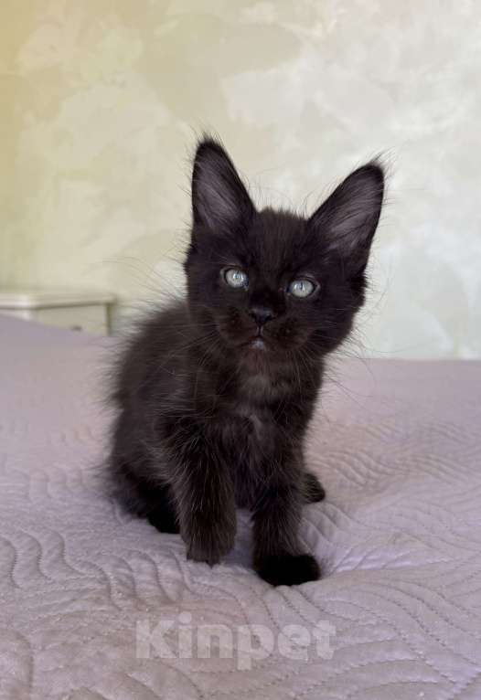 Кошки в Краснодаре: Девочка Мейн-кун Девочка, 45 000 руб. - фото 4