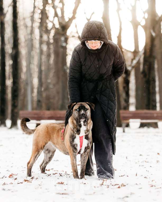 Собаки в Москве: Шикарная Тина ищет дом Девочка, Бесплатно - фото 4