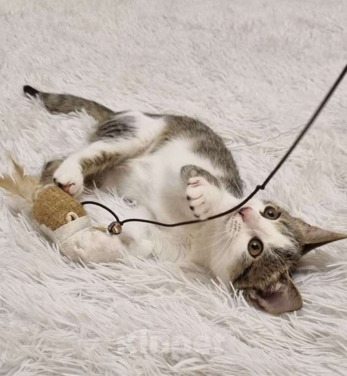 Кошки в Санкт-Петербурге: Котенок мальчик Марсик  Мальчик, Бесплатно - фото 1