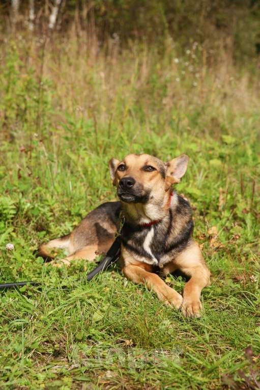 Собаки в Москве: Тиша Девочка, Бесплатно - фото 3