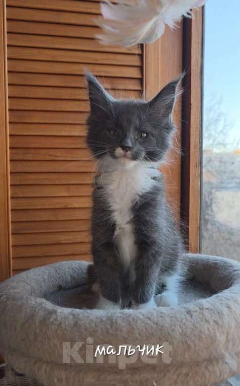 Кошки в Санкт-Петербурге: Котята породы мейнкун Мальчик, Бесплатно - фото 1