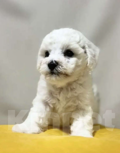 Собаки в Екатеринбурге: Щенки Бишон фризе  Девочка, 70 000 руб. - фото 1