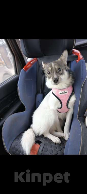 Собаки в Липецке: Девочка в квартиру Девочка, Бесплатно - фото 1