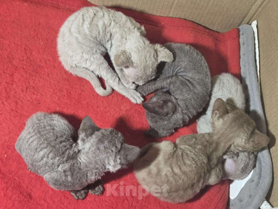 Кошки в Москве: Котята девон рекс Лиловые, циннамон, шоколадный мрамор Девочка, 85 000 руб. - фото 3