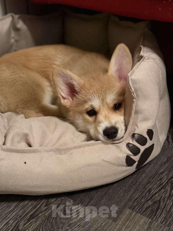 Собаки в Ковровом: Продам щенка  Девочка, 40 000 руб. - фото 5