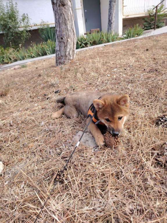 Собаки в Севастополе: Щенок девчуля Сиба Асоби сезам от чемпионов Девочка, Бесплатно - фото 6