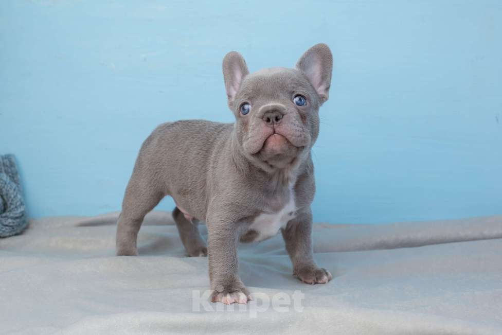 Собаки в Ростове-на-Дону: щенки французского бульдога серые лилак Мальчик, Бесплатно - фото 1
