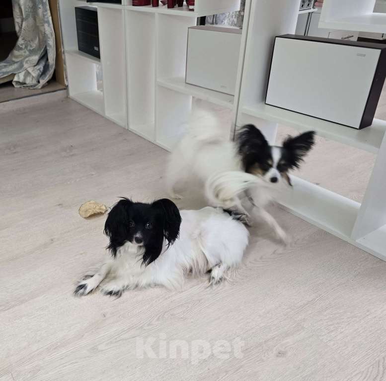 Собаки в других городах Московской области: Щенок породы Папильон девочка  Девочка, Бесплатно - фото 6