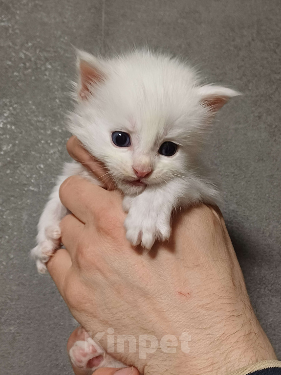 Кошки в Йошкаре-Оле: Шикарные  мальчики Мейн-Кун полидакты Мальчик, 20 000 руб. - фото 2