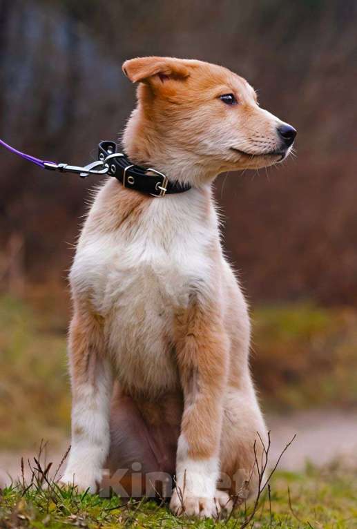 Собаки в Наро-Фоминске: Санни ,малышка из якутска  Девочка, Бесплатно - фото 2