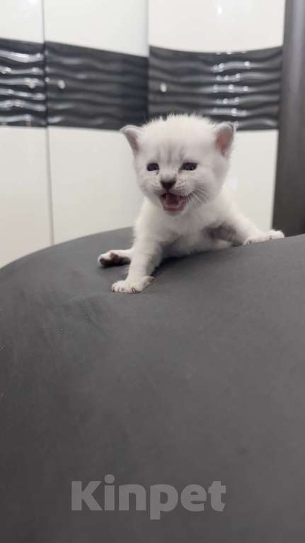 Кошки в Златоусте: Шотландский прямоухий Мальчик, 7 000 руб. - фото 1