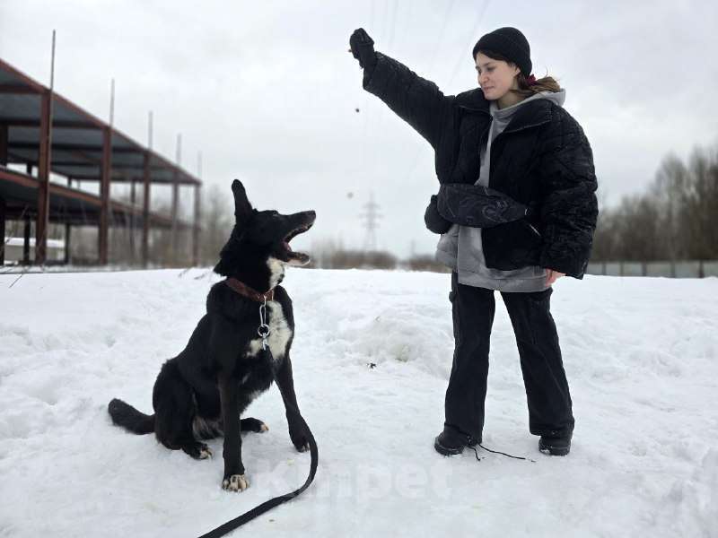 Собаки в Королеве: Разрешите представить красавчика Добби! Мальчик, Бесплатно - фото 5