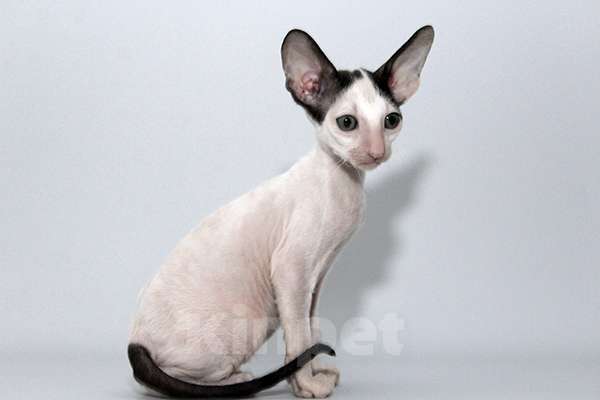 Кошки в Москве: Котик черный ван Лукас Мальчик, 70 000 руб. - фото 7