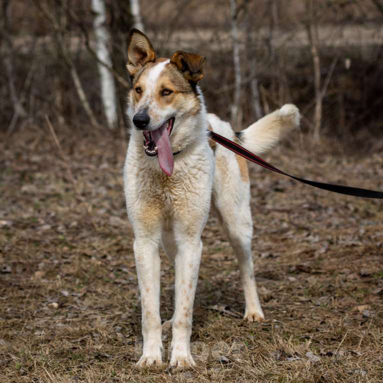 Собаки в Москве: Дэнни. Идеальная собаконяня Мальчик, 1 руб. - фото 5