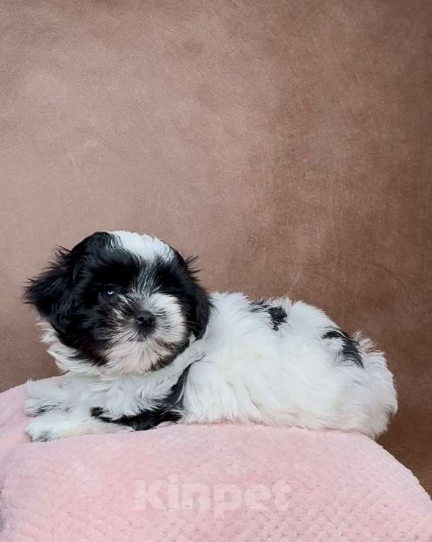 Собаки в Москве: Мальтипушка- минюшечная девочка.  Девочка, Бесплатно - фото 2