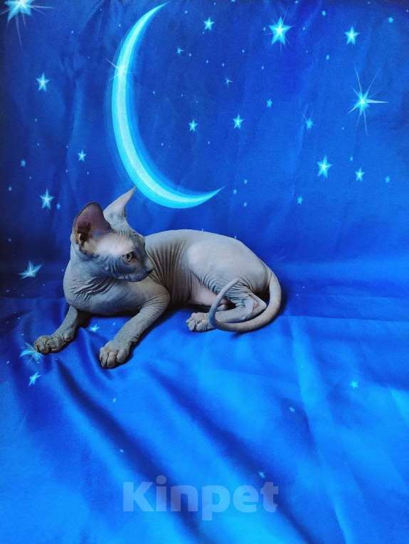 Кошки в Королеве: Очаровательный породный канадский сфинксеныш Мальчик, 60 000 руб. - фото 4