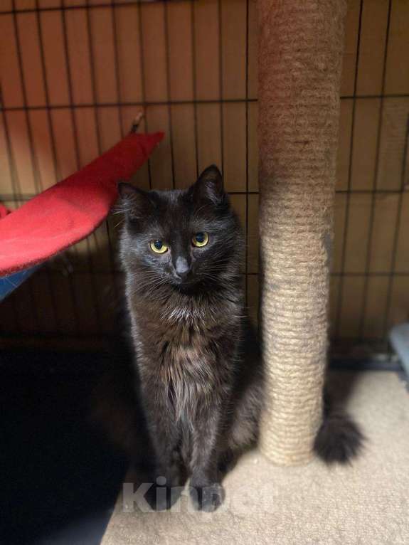 Кошки в Москве: Тучка кошечка ищет дом Девочка, Бесплатно - фото 6