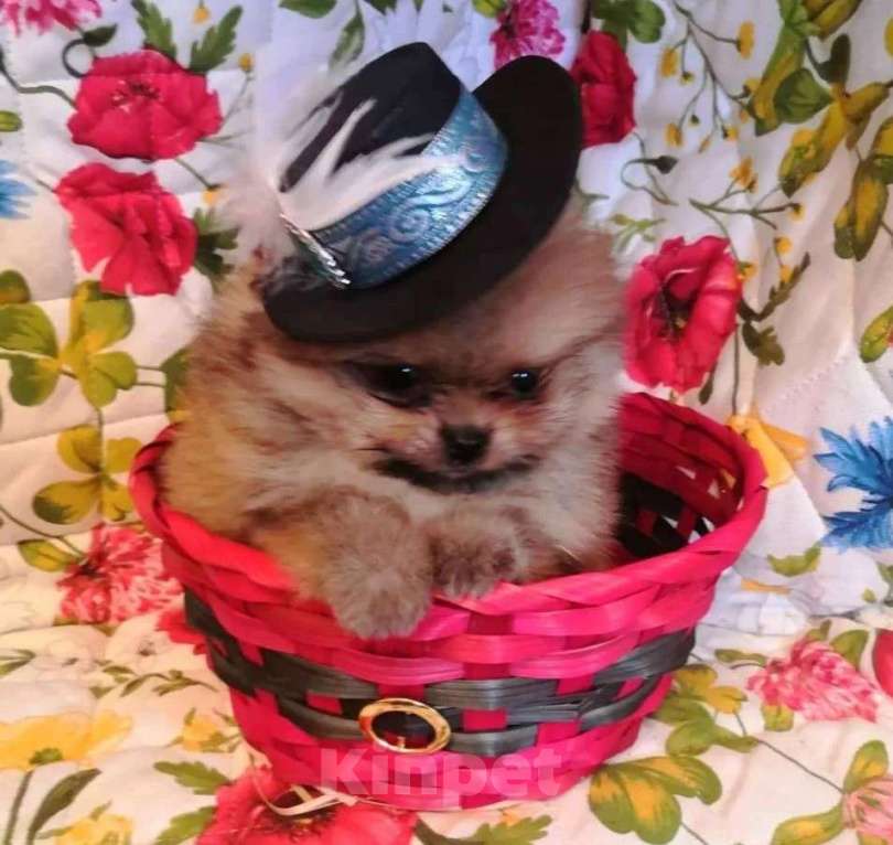 Собаки в Самаре: Шпиц, 1 руб. - фото 5