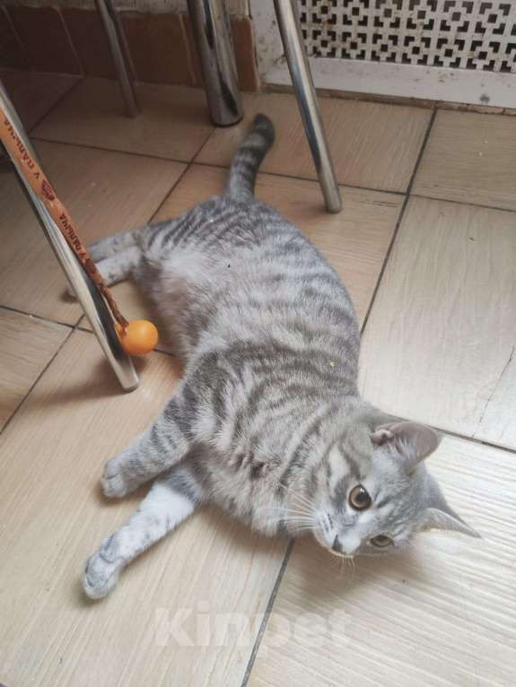 Кошки в Москве: Котик Гром в добрые руки Мальчик, Бесплатно - фото 2