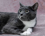 Кошки в Москве: кошка Жемчужина ищет дом Девочка, Бесплатно - фото 6
