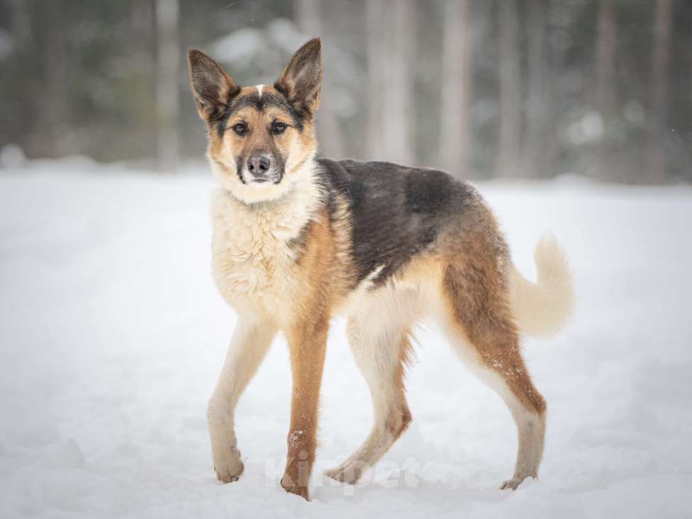 Собаки в Клине: Кокос — добрый и звонкий мальчишка в поисках самого лучшего хозяина Мальчик, Бесплатно - фото 10
