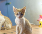 Кошки в Новочеркасске: Рыжий котёнок мальчик потомственный крысолов Мальчик, 100 руб. - фото 1