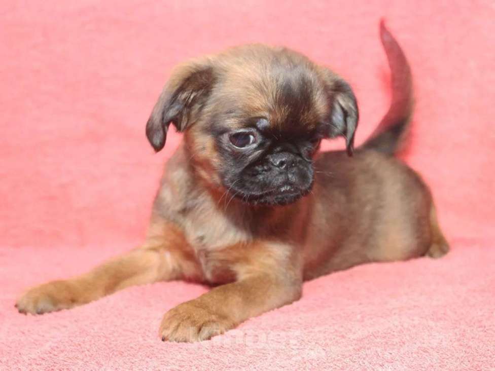 Собаки в Санкт-Петербурге: Любимчик Мальчик, 80 000 руб. - фото 4