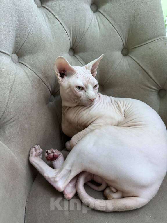 Кошки в Саратове: Котята сфинкса Мальчик, 20 000 руб. - фото 10
