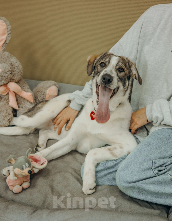 Собаки в Москве: Щенки бесплатно в Москве Девочка, Бесплатно - фото 1