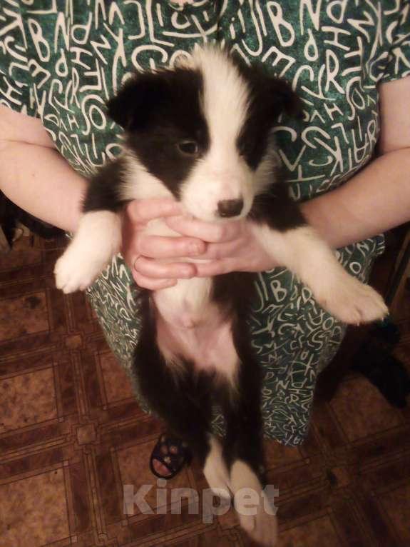 Собаки в Твери: Отдам щенят в добрые руки Девочка, 1 руб. - фото 4