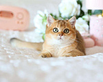 Кошки в Владивостоке: Очаровательная британская девочка Девочка, 60 000 руб. - фото 1