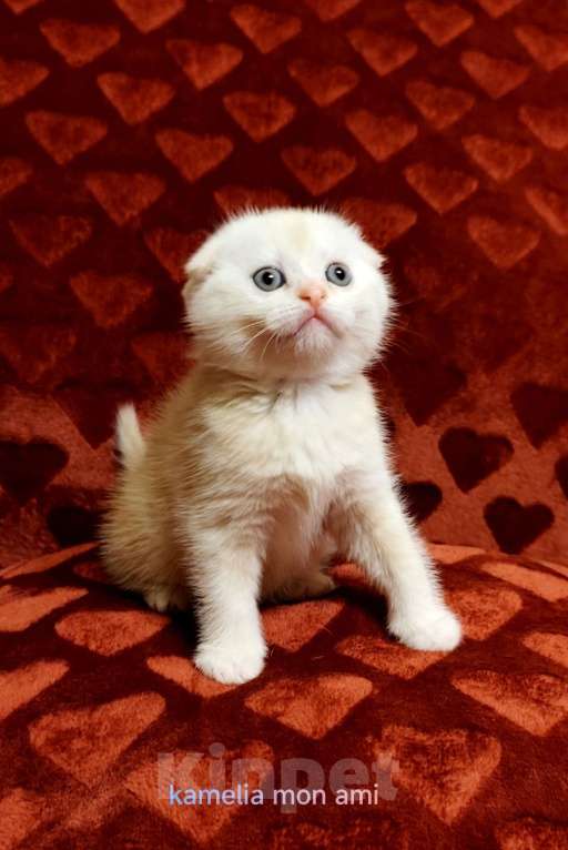 Кошки в Санкт-Петербурге: Шотландские котята с документами Мальчик, Бесплатно - фото 2