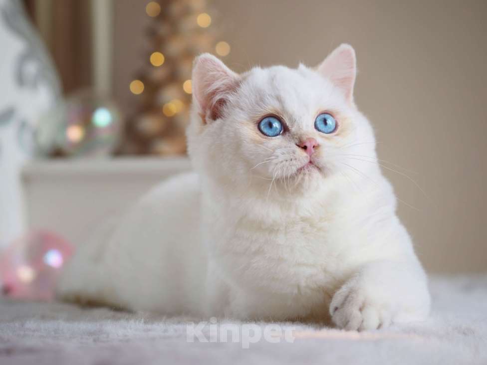 Кошки в Москве: Британский мальчик Фан-Фан Мальчик, 120 000 руб. - фото 10