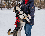 Собаки в Москве: Самая позитивная собака  Девочка, Бесплатно - фото 2
