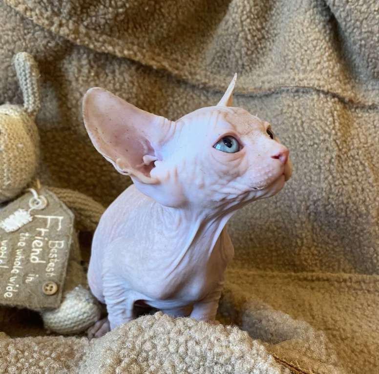 Кошки в Москве: Топовый котенок канадского сфинкса Мальчик, 35 000 руб. - фото 4