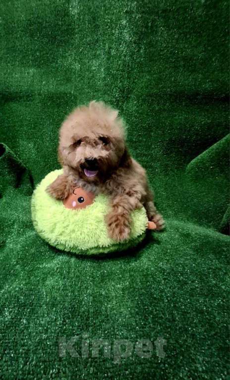 Собаки в Москве: Той пудель девочка Девочка, 45 000 руб. - фото 2