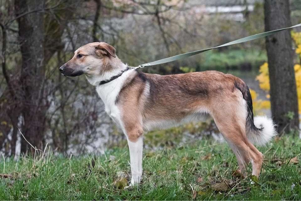 Собаки в Москве: Срочно ищет семью молодой пес Ричард Мальчик, 1 руб. - фото 10