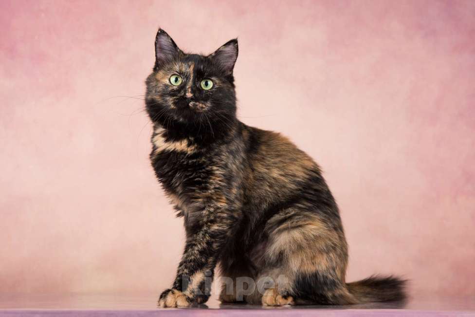 Кошки в Москве: Муся ищет дом Девочка, Бесплатно - фото 4