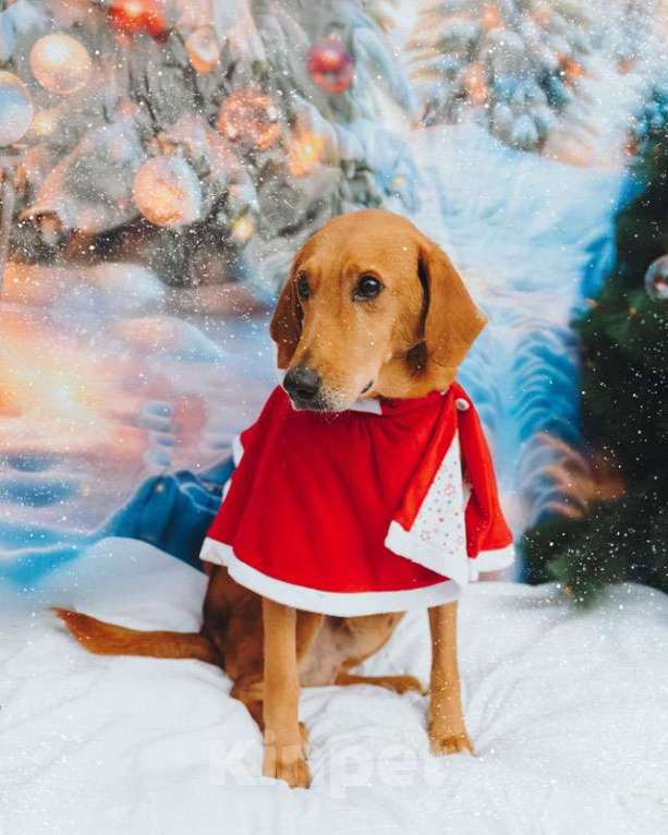 Собаки в Санкт-Петербурге: Молодой песик Рыжулик, метис гончей ищет дом Мальчик, 10 руб. - фото 7