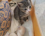 Кошки в Пушкино: Котята Мальчик, 1 руб. - фото 1