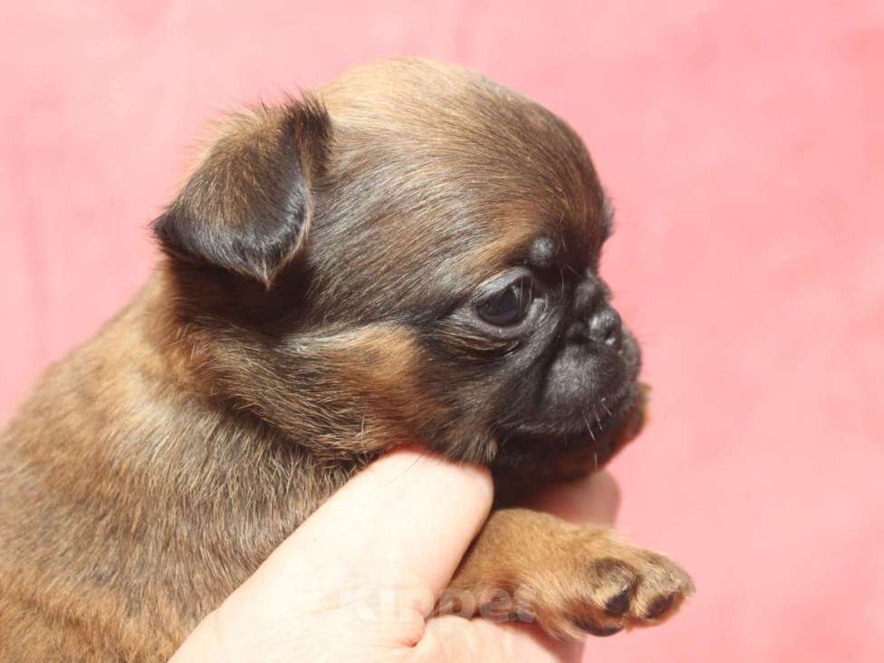 Собаки в Санкт-Петербурге: Щенок пти брабансона  Мальчик, 80 000 руб. - фото 3