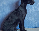 Кошки в Уфе: Котята ориенталы Мальчик, Бесплатно - фото 1