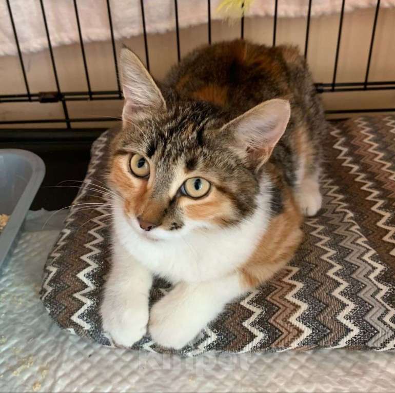 Кошки в Москве: Маленький котенок Белочка Девочка, Бесплатно - фото 3