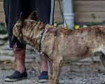 Собаки в Краснодаре: Тайсон, 52 руб. - фото 5