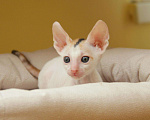 Кошки в Ливны: Красивые котята корниш рекс, 45 000 руб. - фото 1