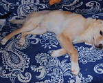 Собаки в Москве: Тёма- щенок с душой лабрадора Мальчик, Бесплатно - фото 2