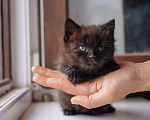 Кошки в Москве: Черный котенок девочка бесплатно Девочка, Бесплатно - фото 4
