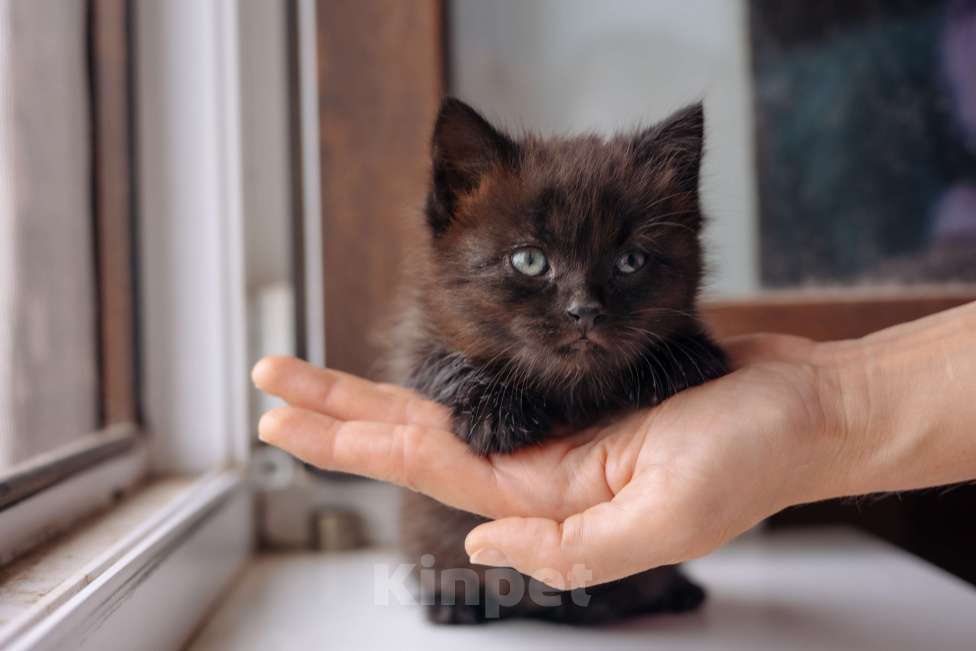 Кошки в Москве: Черный котенок девочка бесплатно Девочка, Бесплатно - фото 4